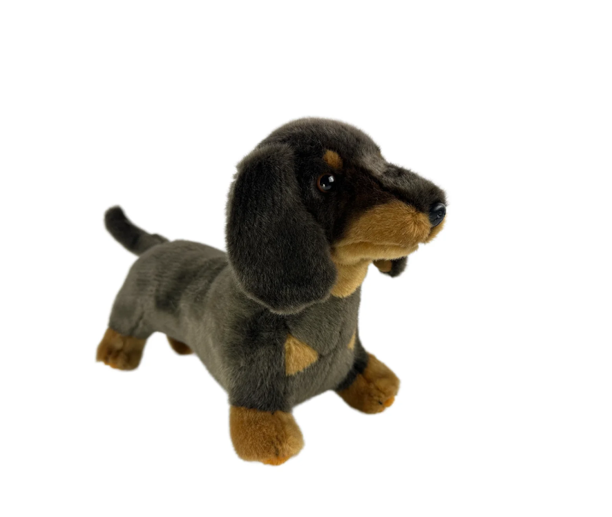 Stretch - Dachshund