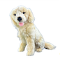 Goldie - Golden Retriever