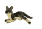 Joy - Kangaroo