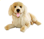 Lucky - Golden Retriever