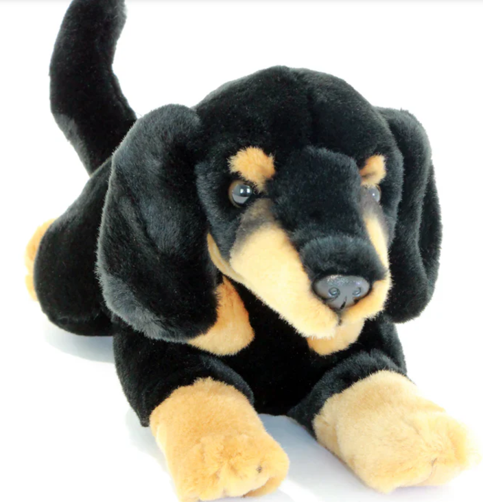 Frankie - Dachshund