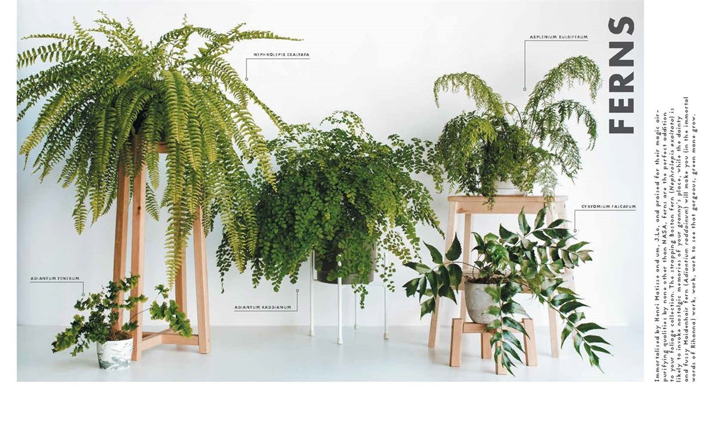 LEAF SUPPLY