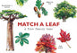 Match A Leaf - A Tree Memory game